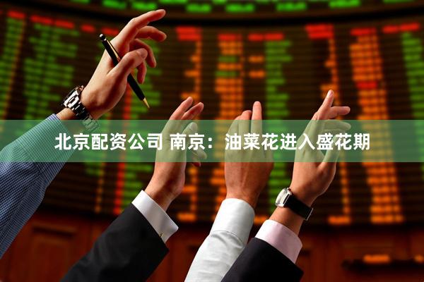北京配资公司 南京：油菜花进入盛花期